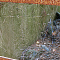 Spider Bridge