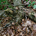 Elephant Trunk