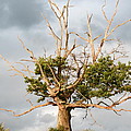 Old Oak Tree