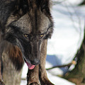 Alaskan Tundra Wolf