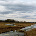 Marsh Day